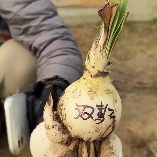 双梦2号6.5～7带一个侧 有点丑 开花包对版