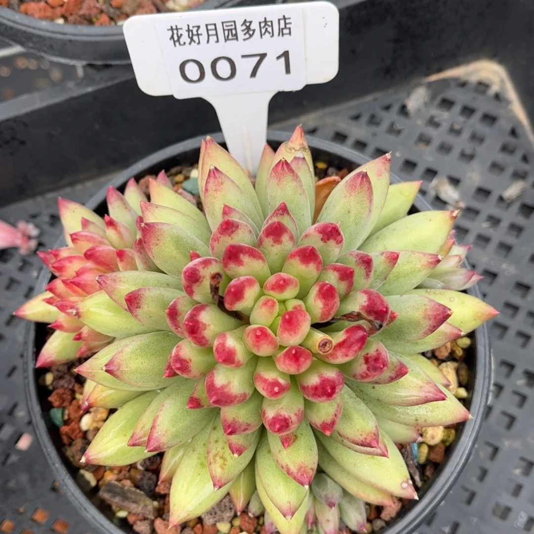 多肉植物0071 满30包邮