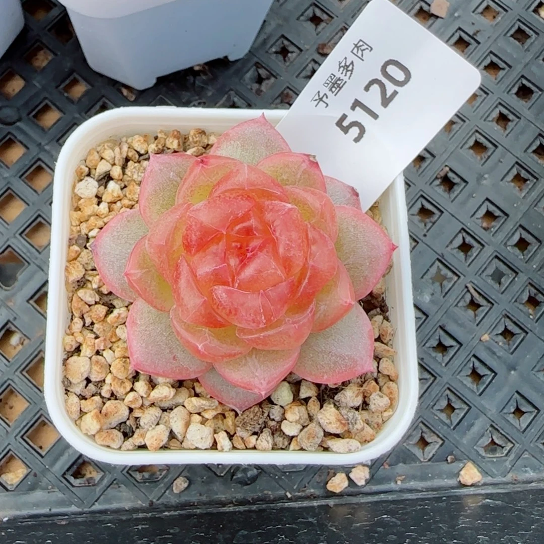 追月，5120多肉植物