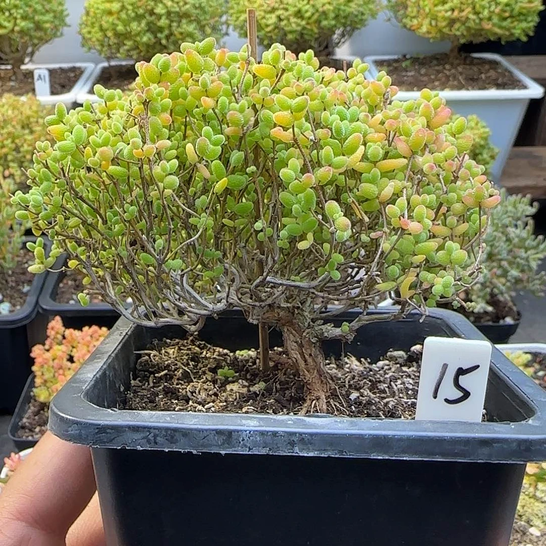 蜜橘糖球一物一拍