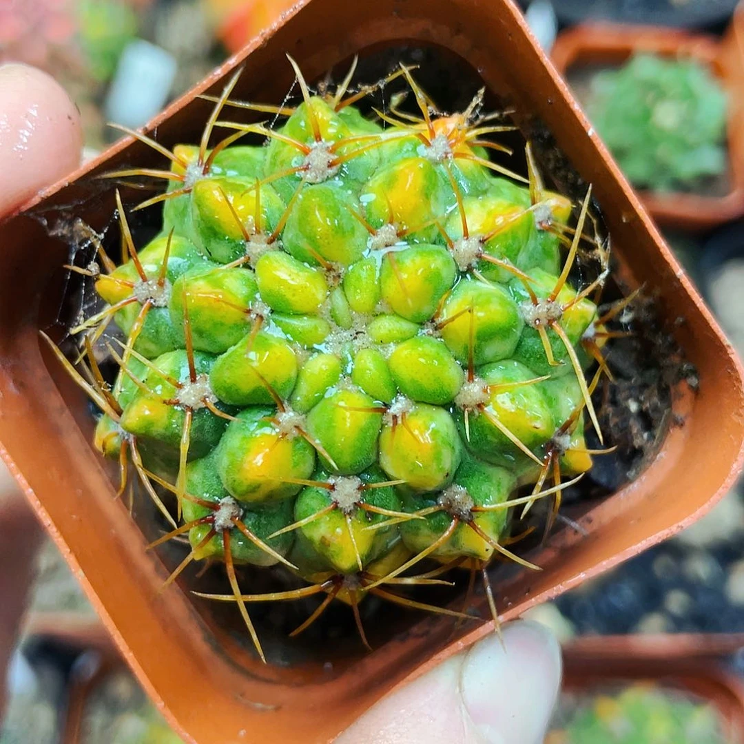 耕耘锦非偏远地区25包邮仙人球