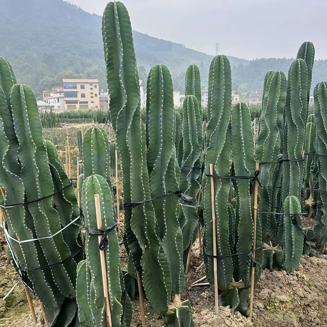 有根秘鲁苹果30厘米 仙人球夏型种绿植盆栽桌面阳台办公室摆件