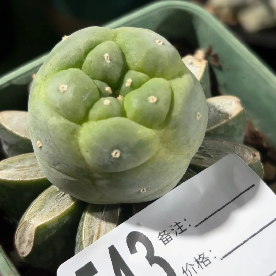 苗接五棱大尤仙543