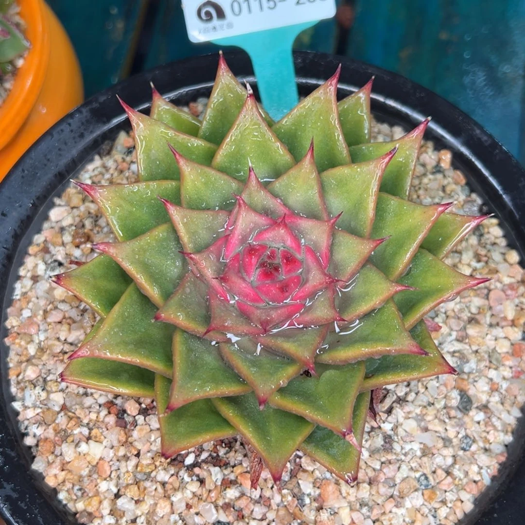 从前慢多肉精选编号0115.263