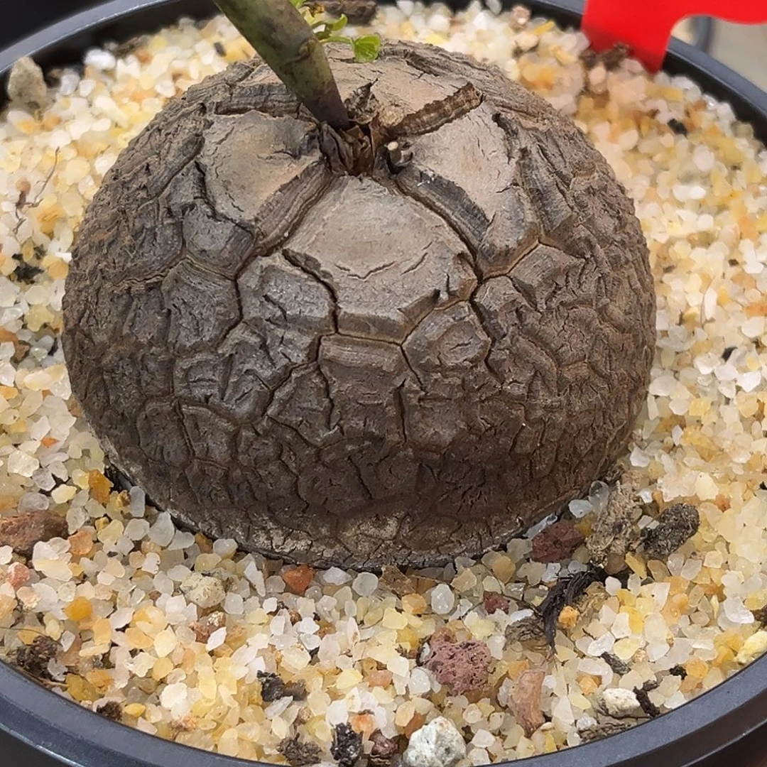 精品足球南非龟，E83