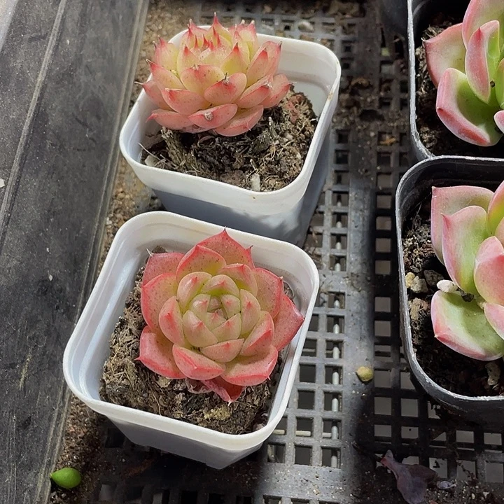 红睫毛带盆土发货