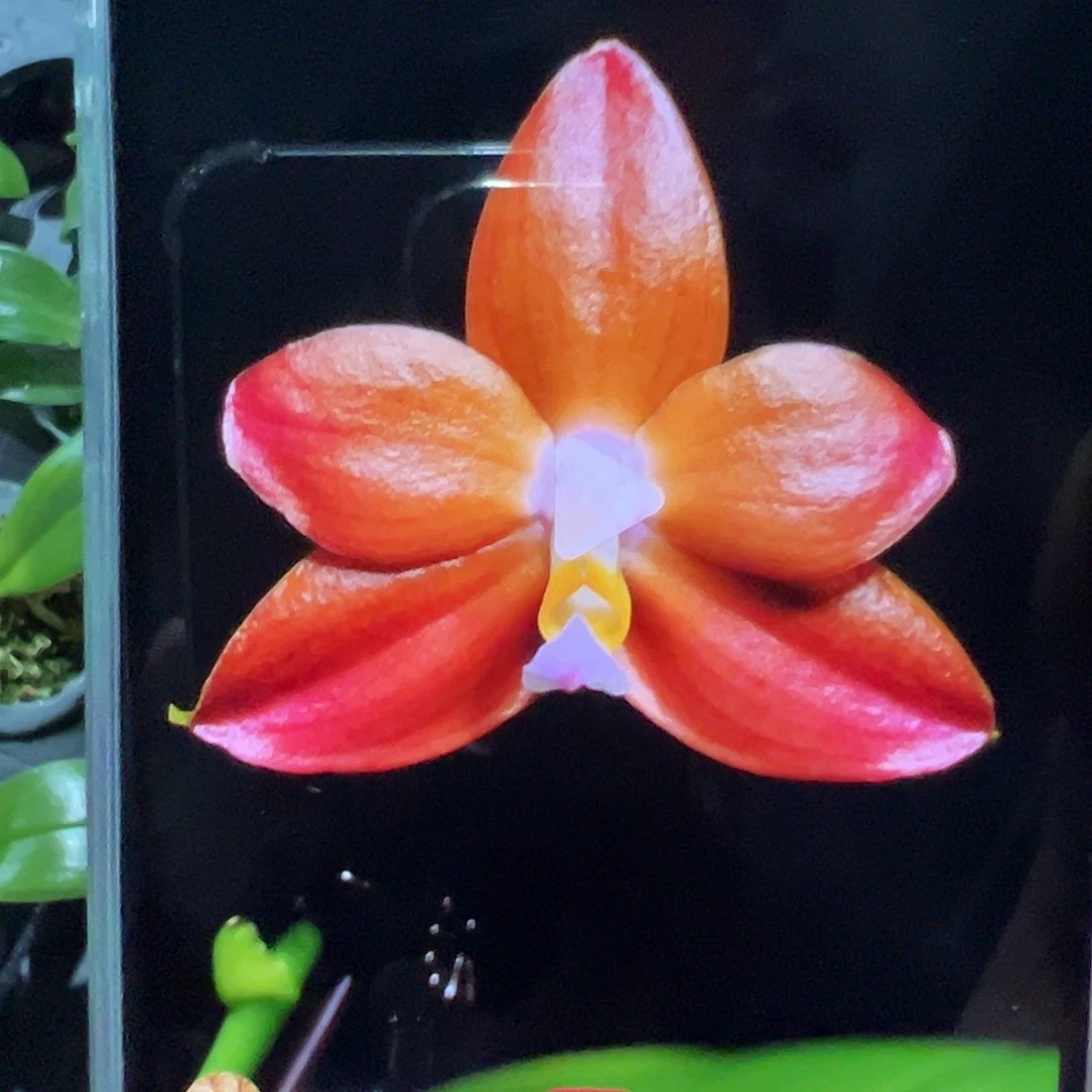 大部分开放少量花苞