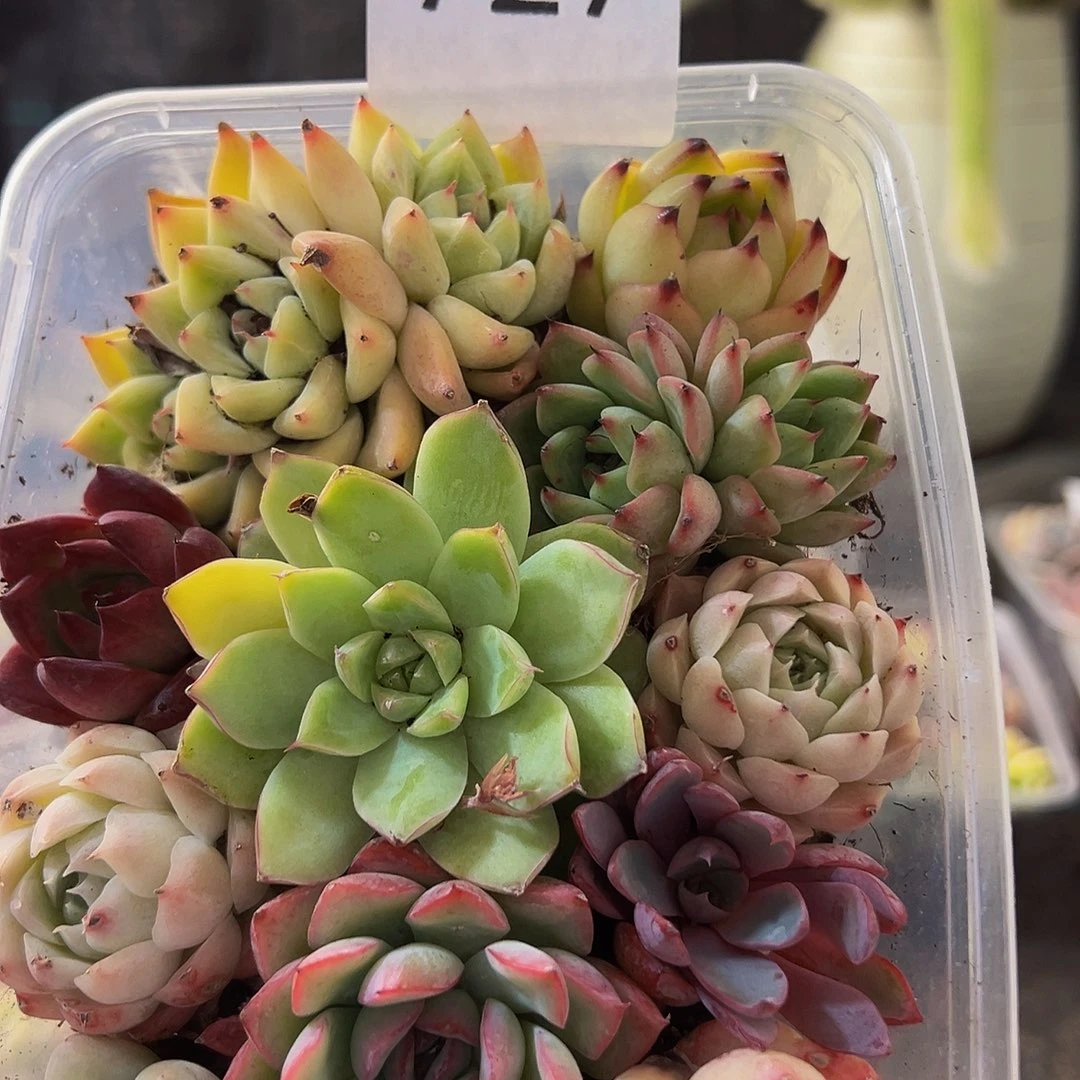 727拼盘，带盆带土发货