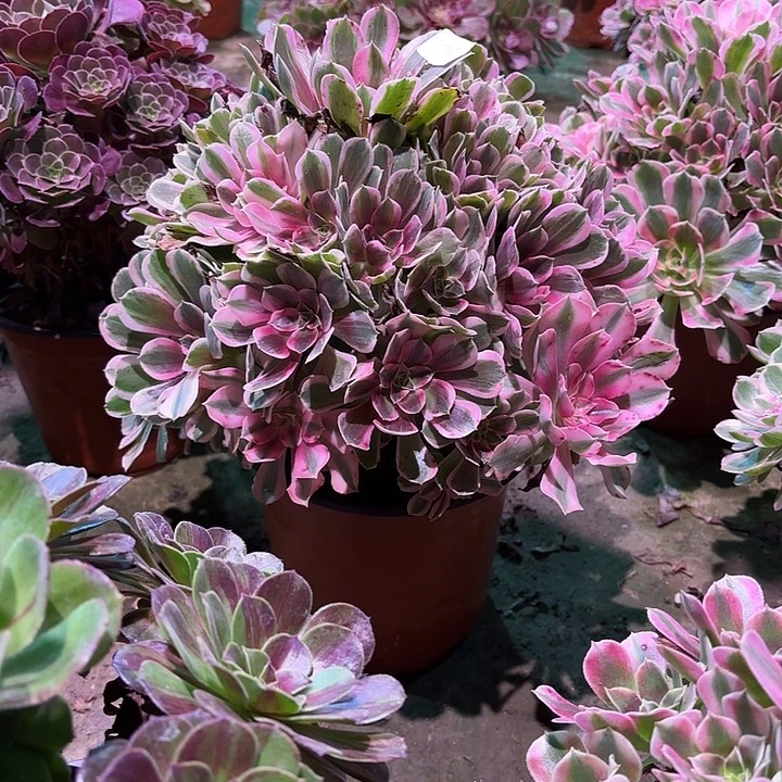 多肉植物男神00576