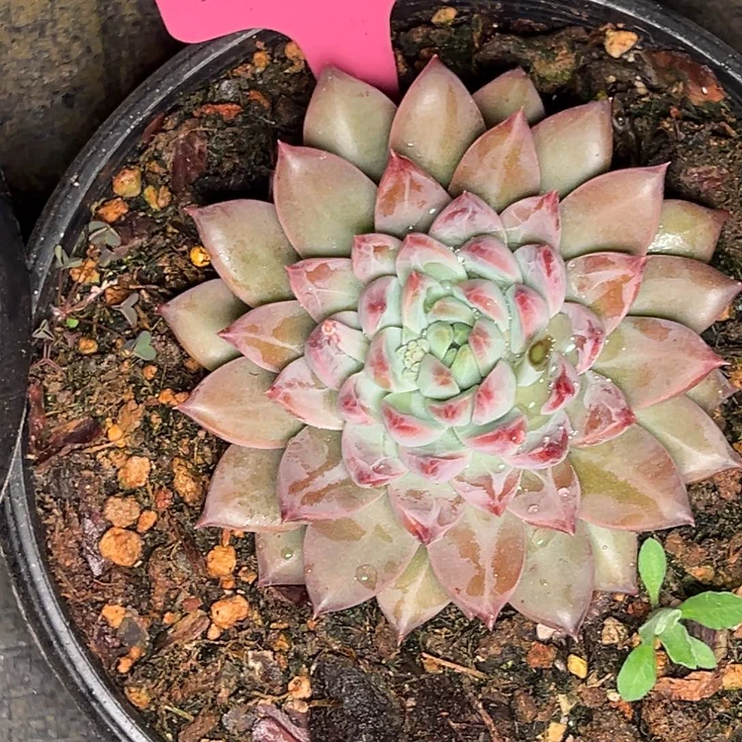 1517号晚上多肉植物群生