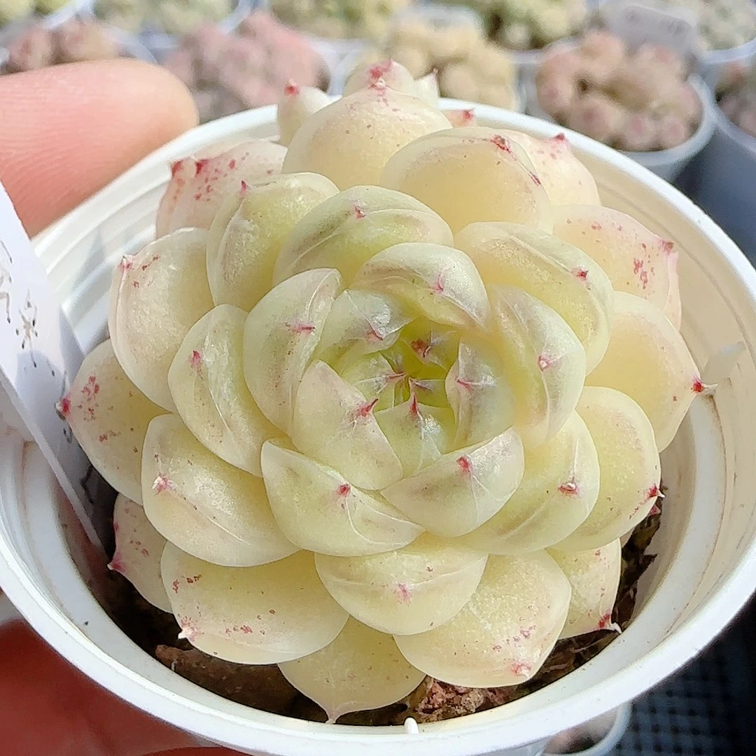 1209-62（云朵23-2）优选多肉