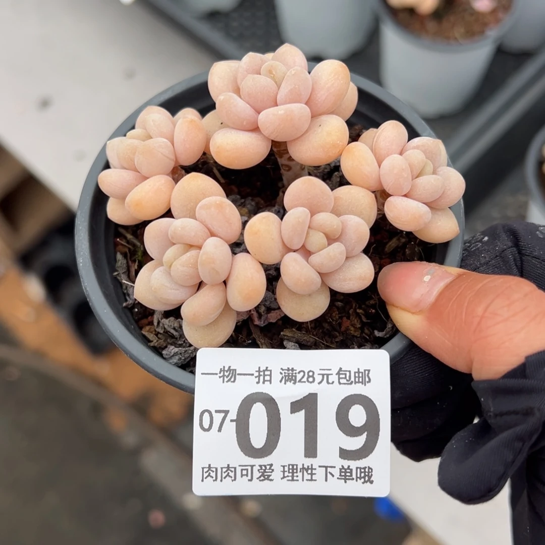 奶白糖多肉多肉多肉多肉