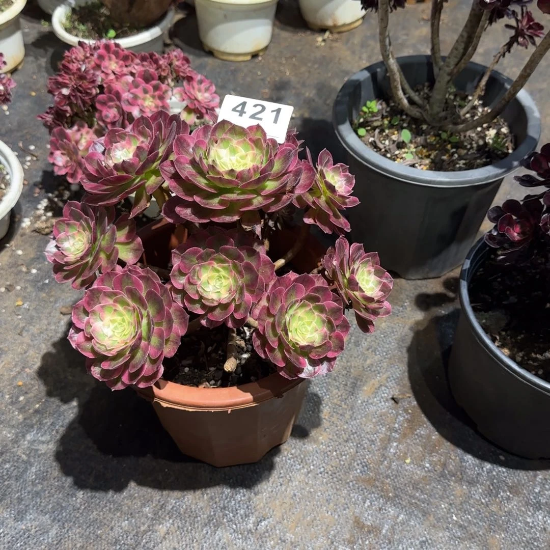 开****精品多肉植物0421