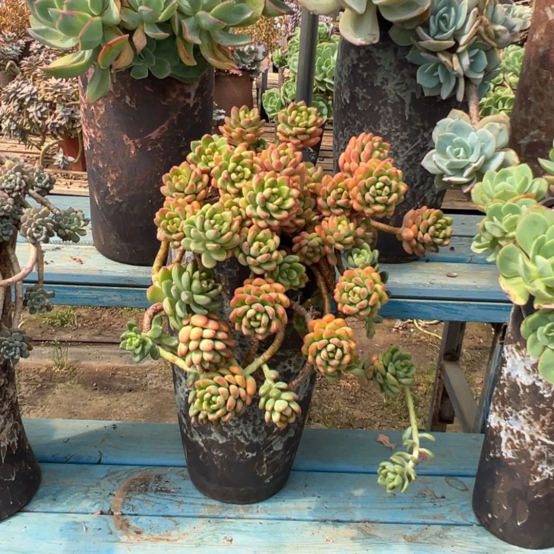 精品香格里拉妖桩 裸根