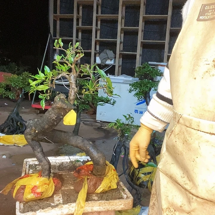 4***5无花朵556688643:3445