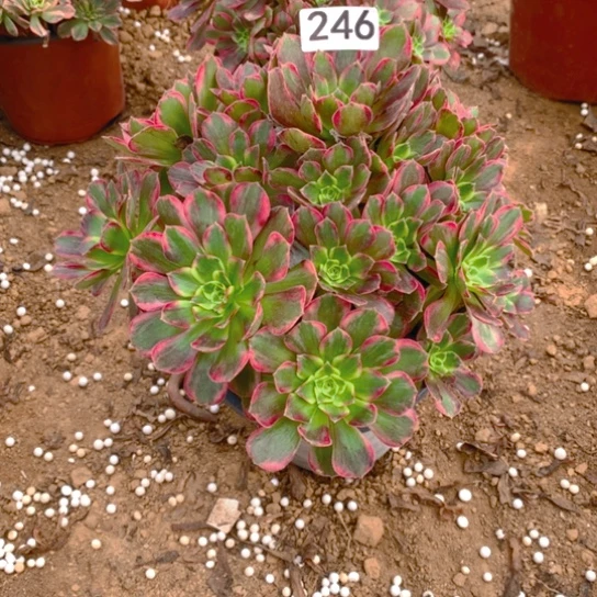 无花朵246多肉植物安娜