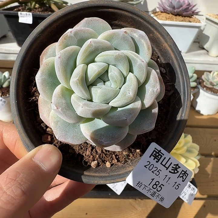 冰玉1111111115-185