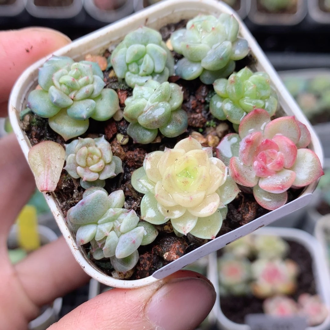 无花朵S54yyyyyyyy