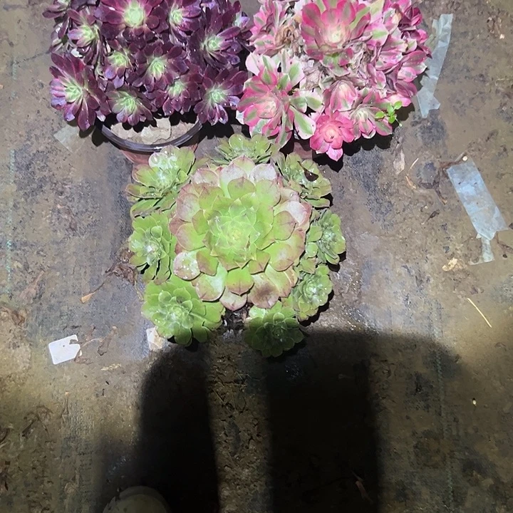 一单包邮不包侧枝8