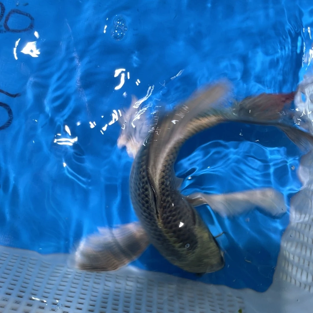 蝴蝶鲤蝴蝶锦鲤包邮包邮