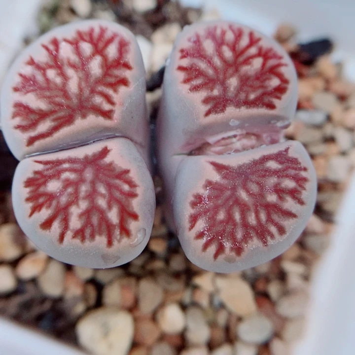 生石花花花花花花花944