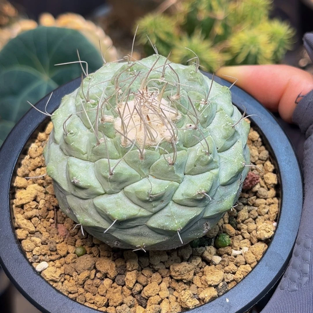 菊水带白蜡Zzzzzzzzzzzz