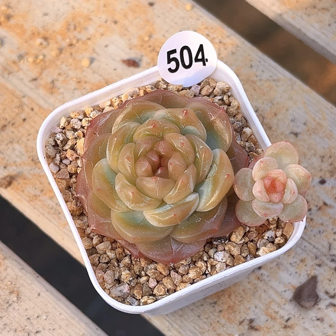 504 枫吟珍妮  满18包邮