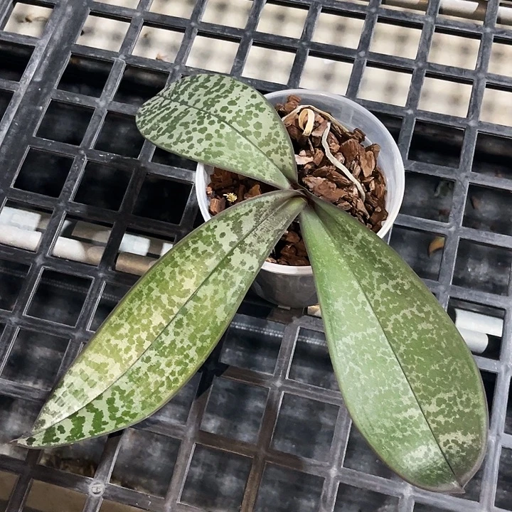 大部分花苞少量开放山菜西