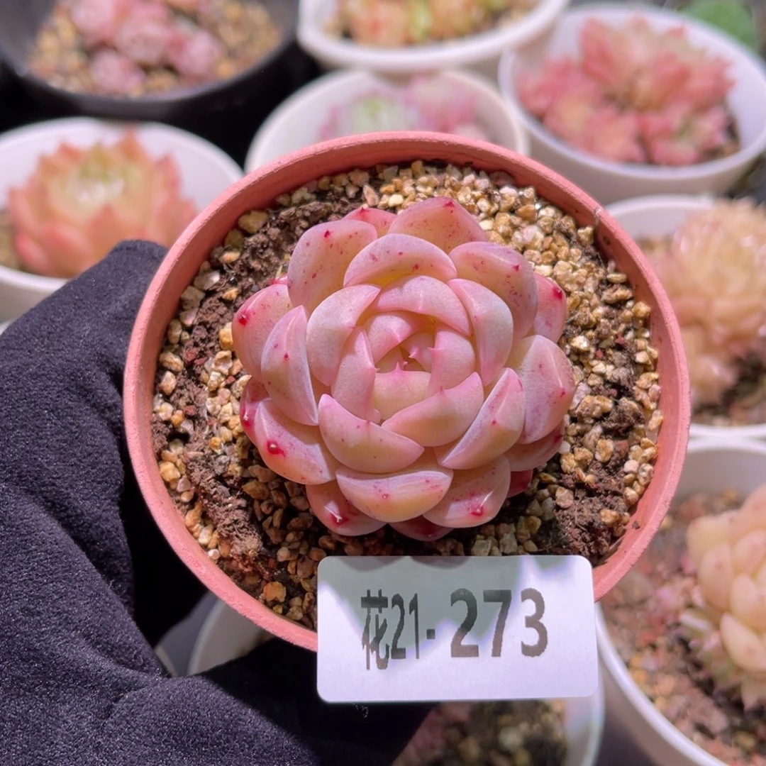 花利美21-273新品