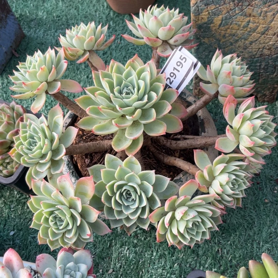 三色堇多肉植物29195