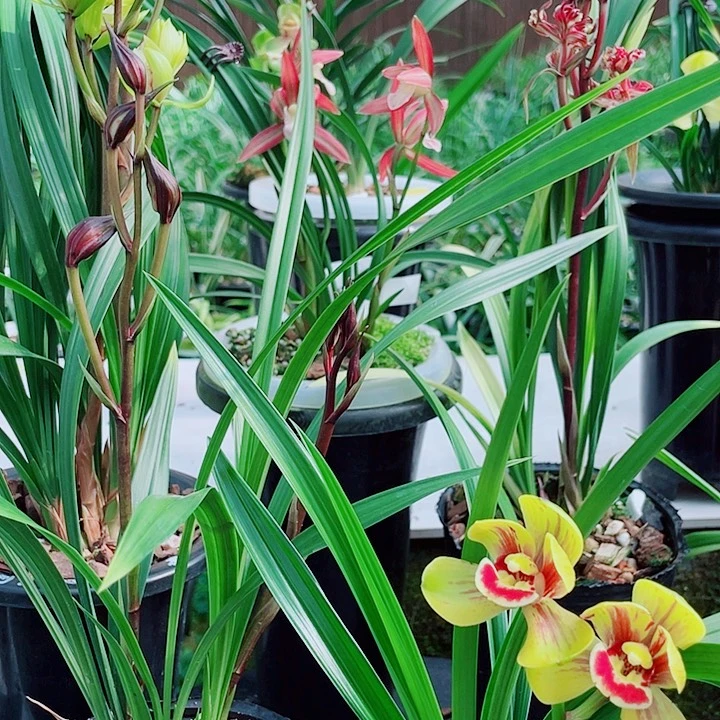 云***哥完全开放一物一漂亮开花