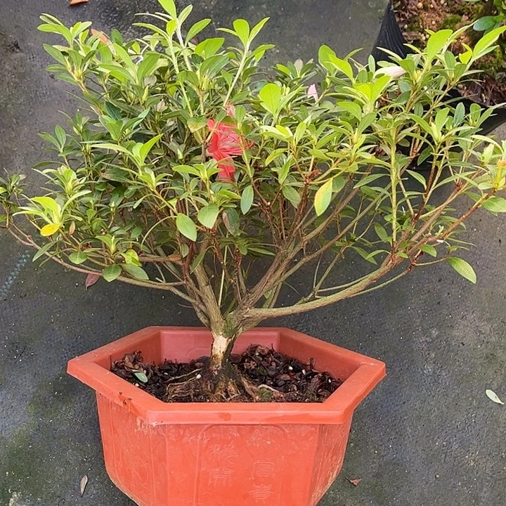 完全开放小玉之舞