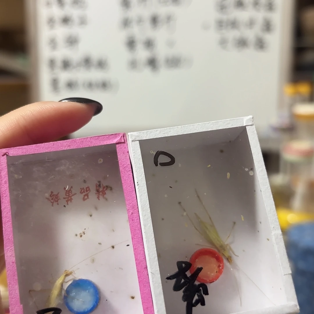 断须休紫 云南紫竹