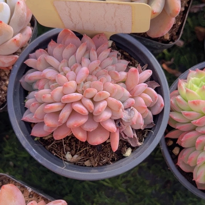 健健康康平平安安