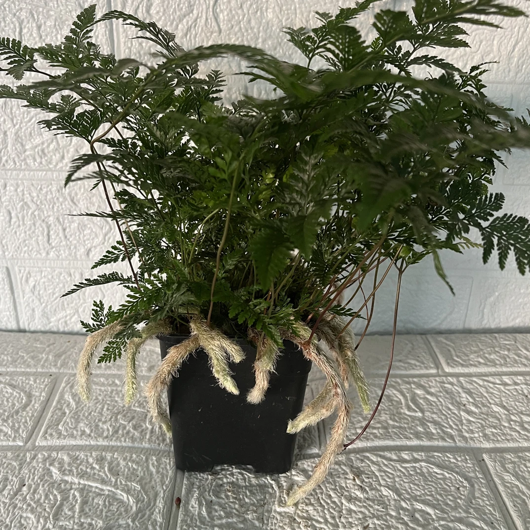 狼尾蕨盆栽带羽毛茎室内耐阴好养四季常青桌面观叶绿植适合新手