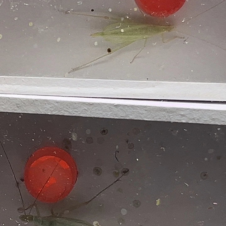 两条紫竹蛉 记忆哥专属