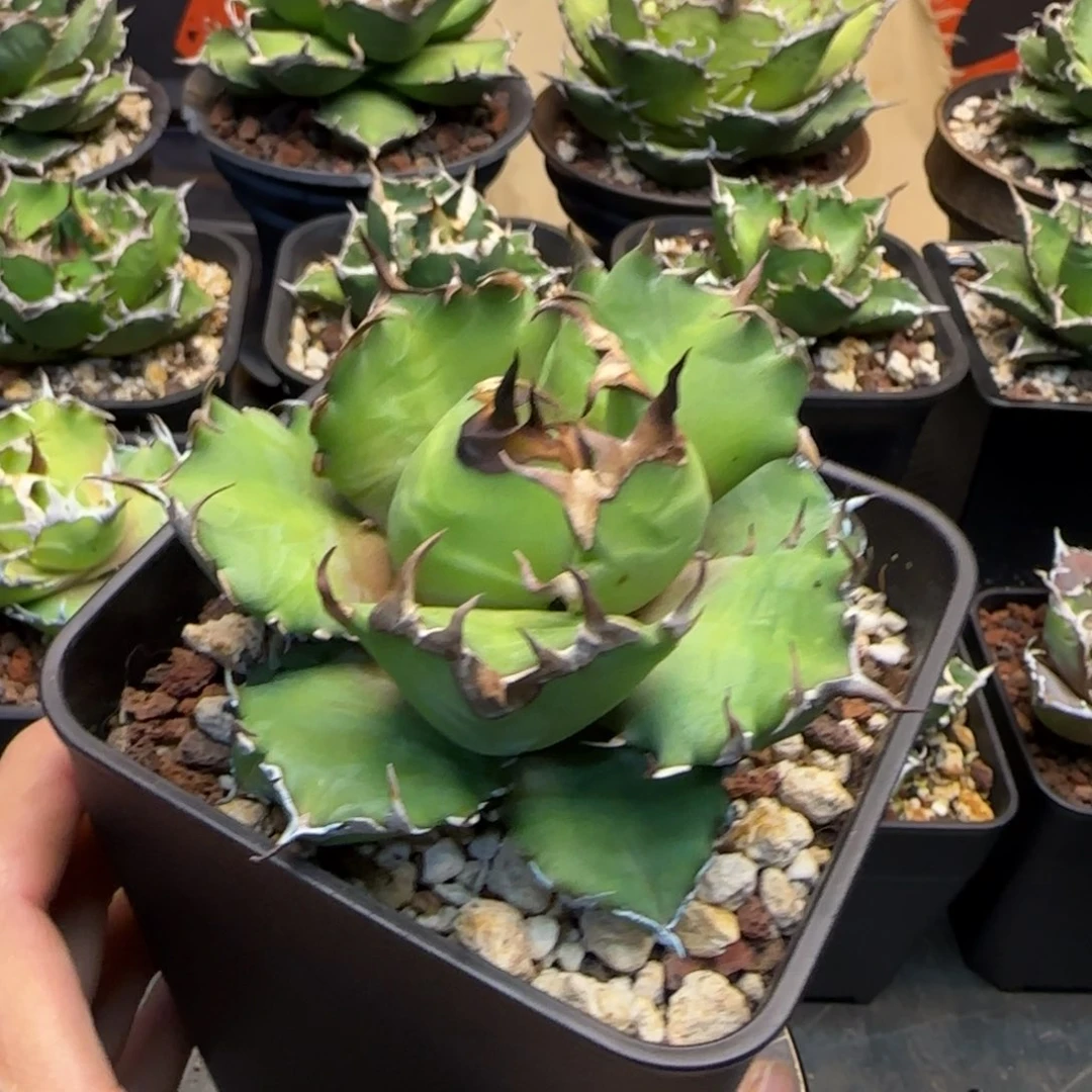 姬仁王冠龙舌兰啦啦