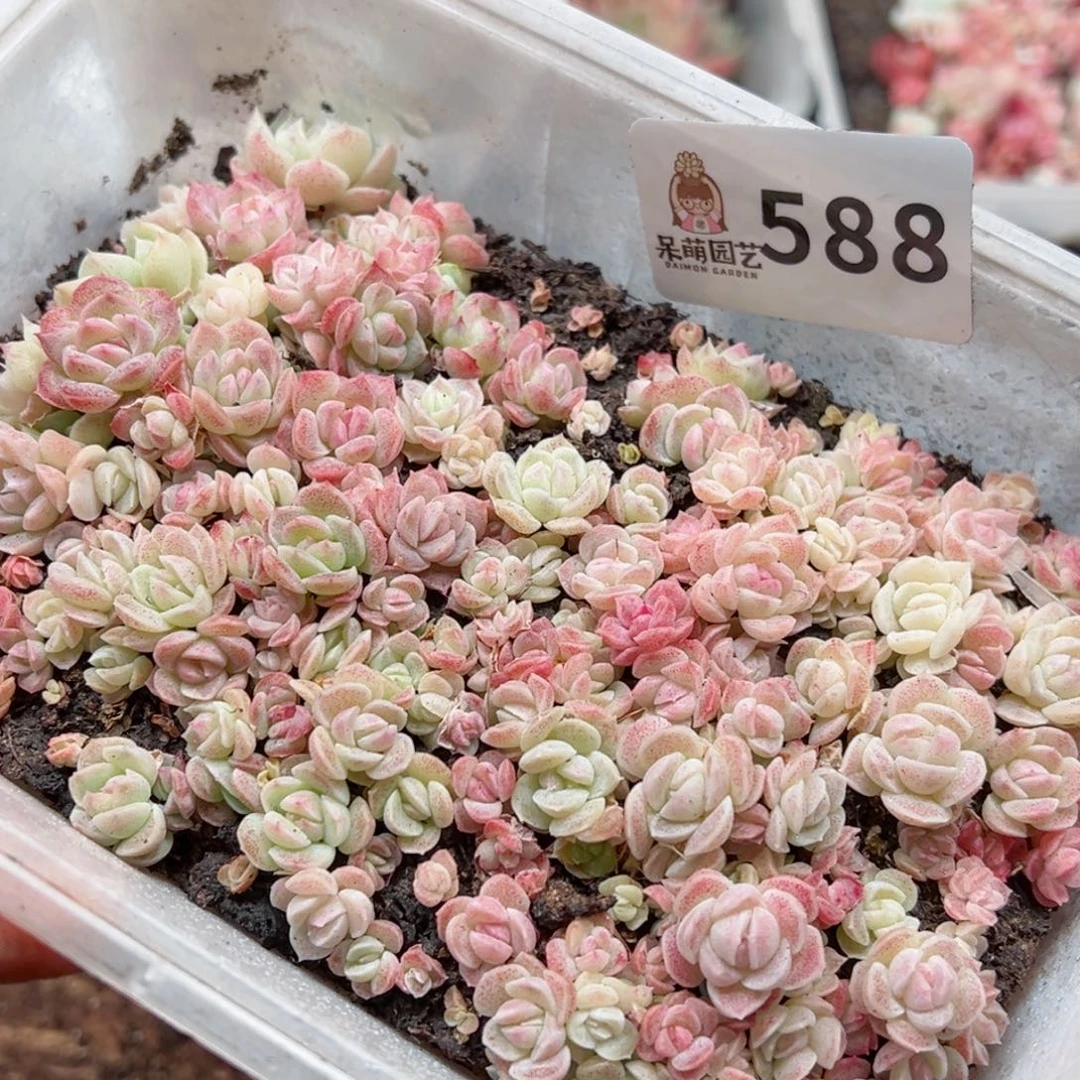 多肉植物多肉植物