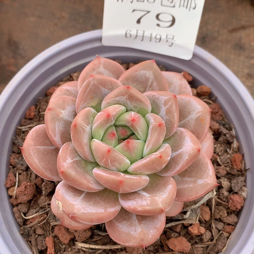 【闪购商品】云79号山茶花7公分