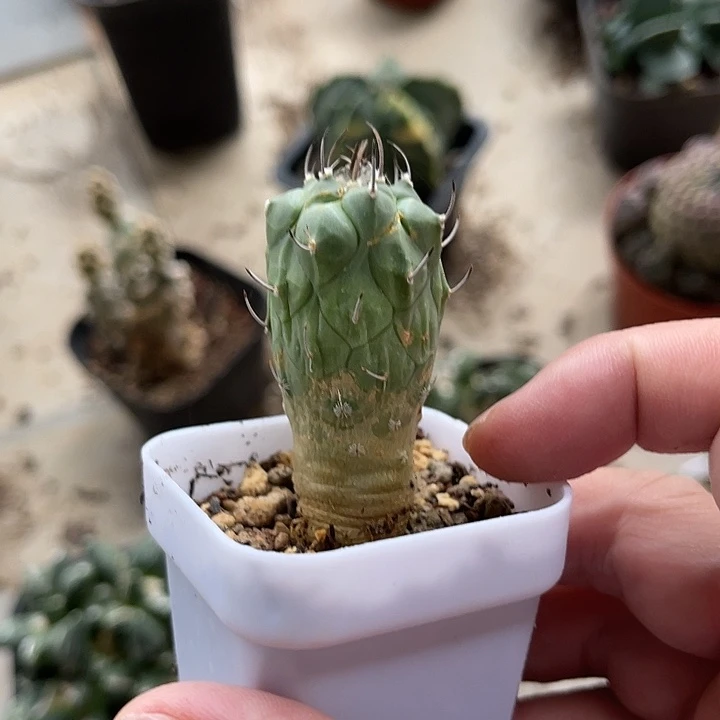 无花朵实生南格瑞特一物一拍