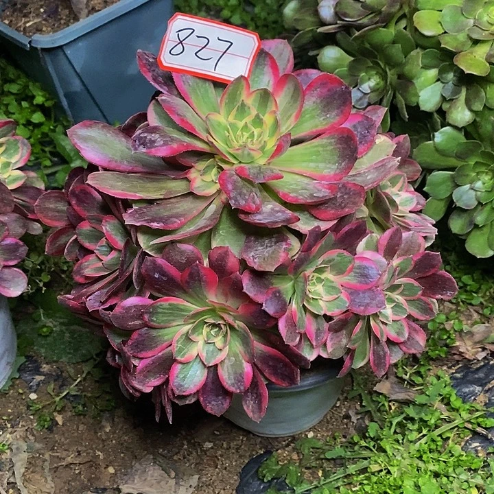 飘***云新品种不知名老桩捧花827