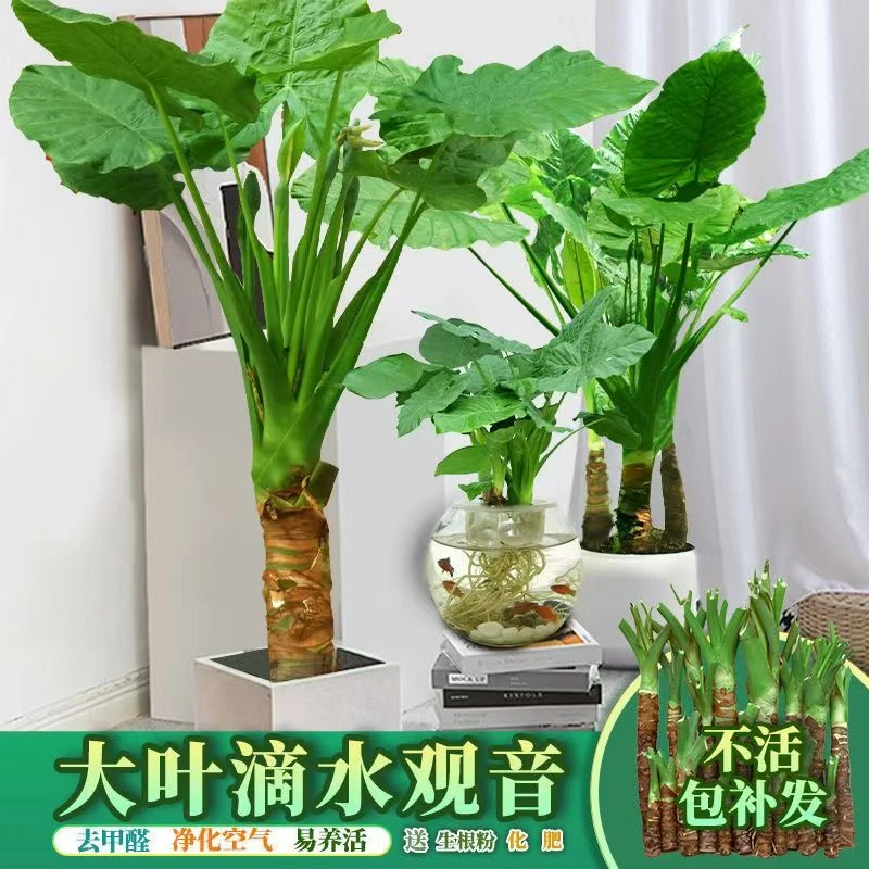 室内盆栽绿植花卉滴水观音种苗净化大叶滴水观音盆栽霸王芋