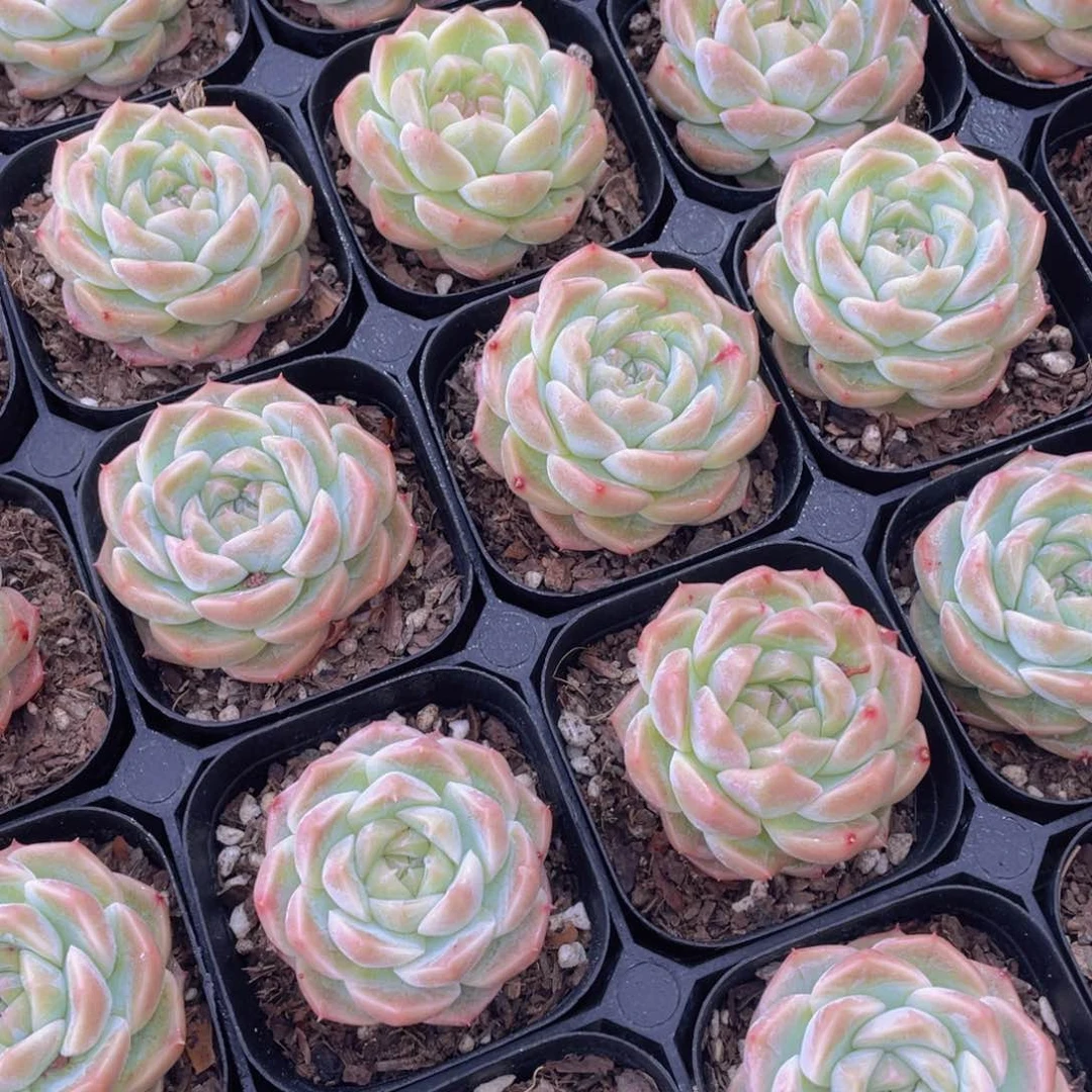 443号 果冻白桃汽水单头一个