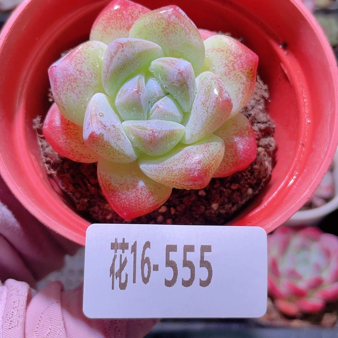 花利美16-555冰玉