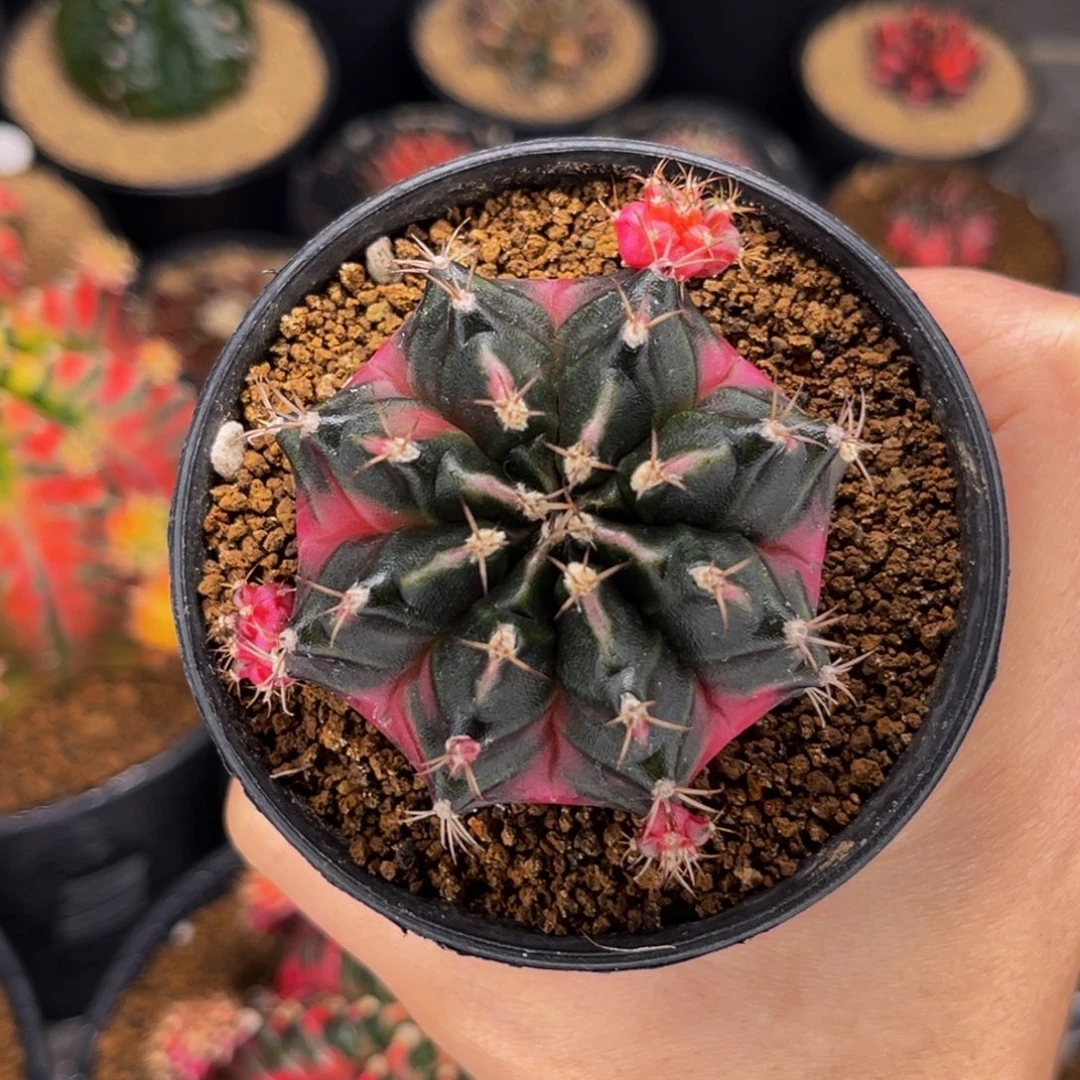 轻***风专拍的 米哈仙人球