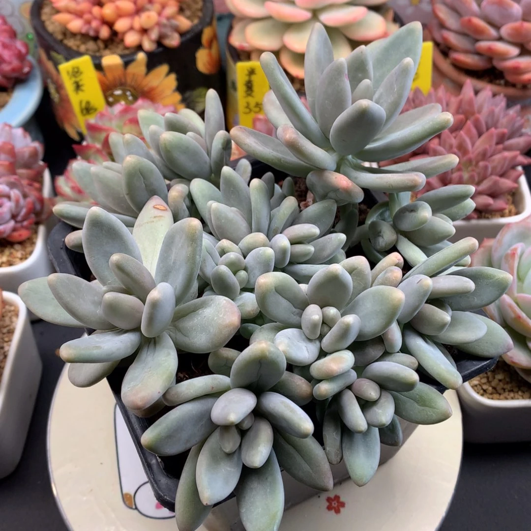 王***大我们家的小仙女们