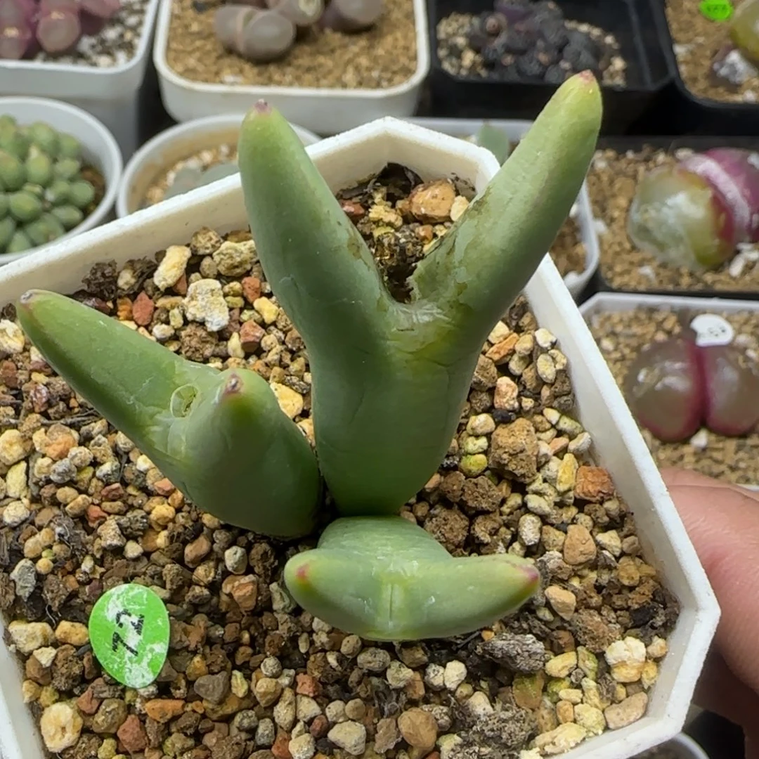 皮卡丘群多肉植物72