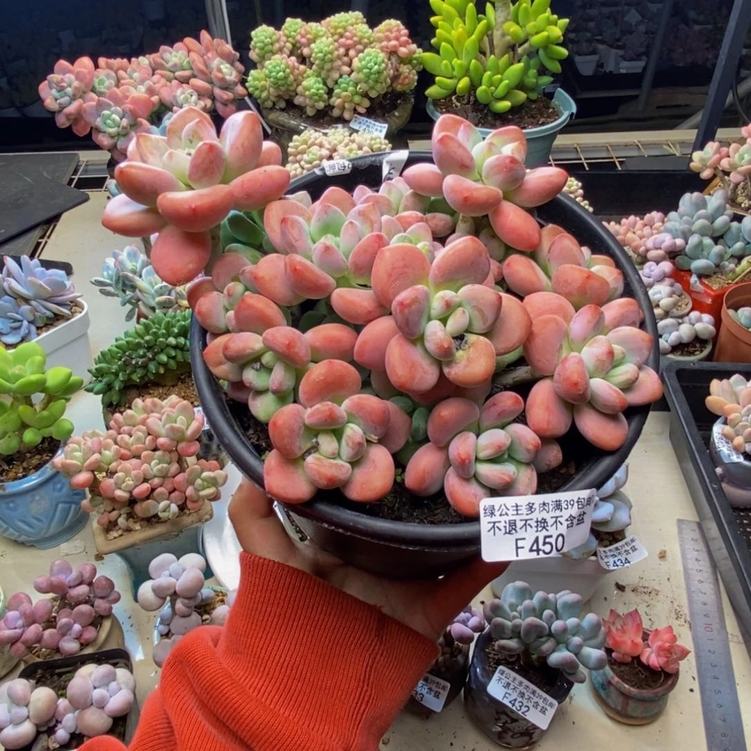 450樱花洛神多肉17c