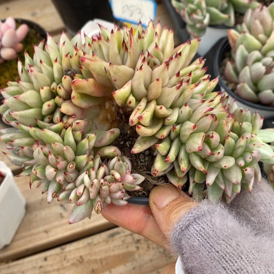 精品多肉一物一拍不不包整312