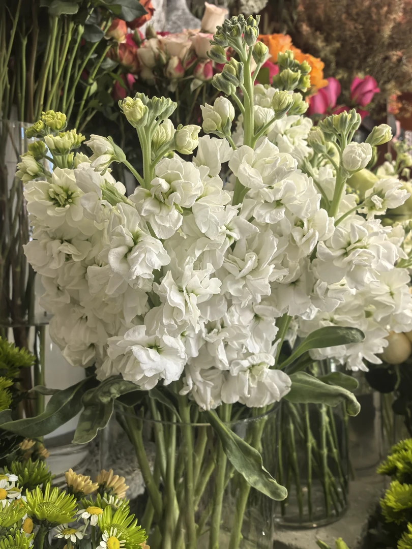 紫罗兰5枝混搭家居插花办公室鲜花（只发日喀则）